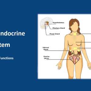 Human Endocrine System