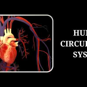 Human Circulatory System Course