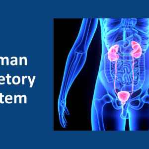 Human Excretory System