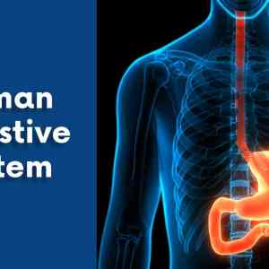 Human Digestive System