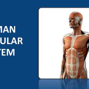 Human Muscular System